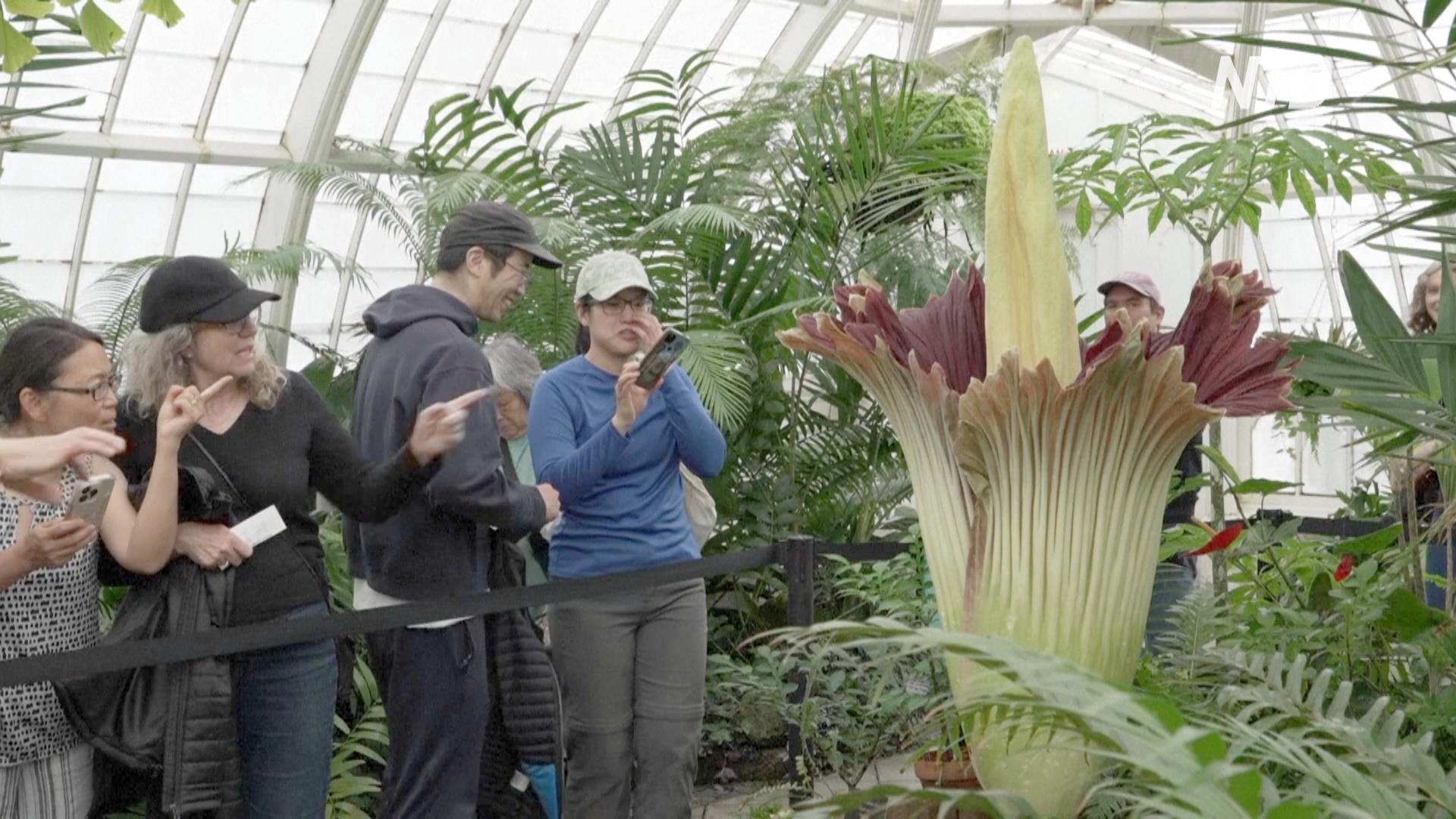 Сотни людей спешат вдохнуть запах «трупного» цветка в Сан-Франциско Сотни людей спешат вдохнуть запах «трупного» цветка в Сан-Франциско