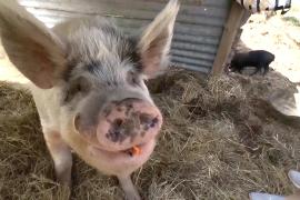 Приют в Австралии спасает «минипигов», которые вырастают в огромных хряков