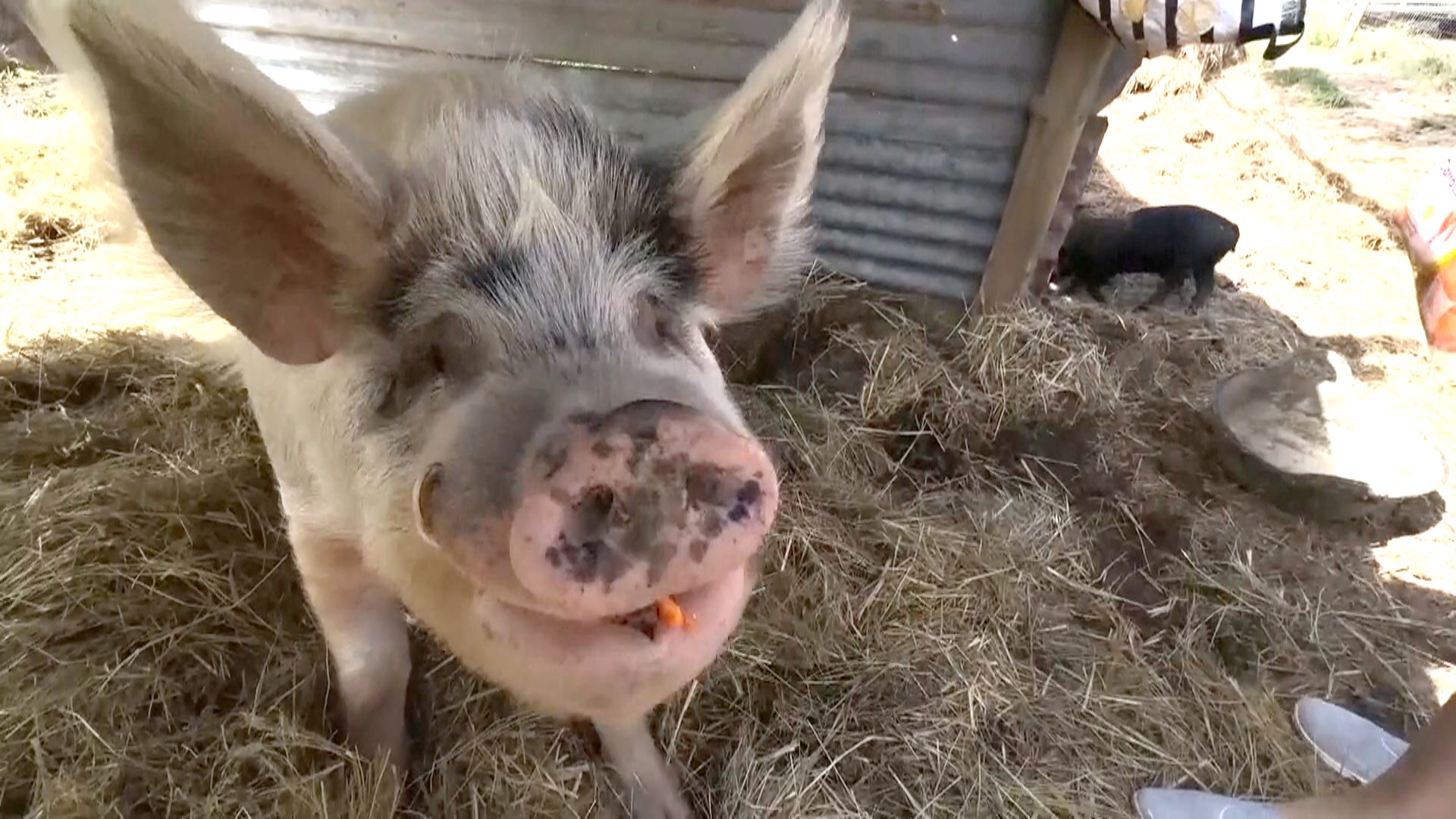 Приют в Австралии спасает «минипигов», которые вырастают в огромных хряков