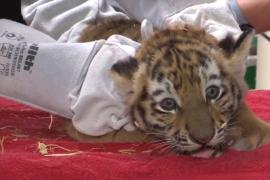 Как четырёх тигрят вакцинировали в Магдебургском зоопарке в Германии