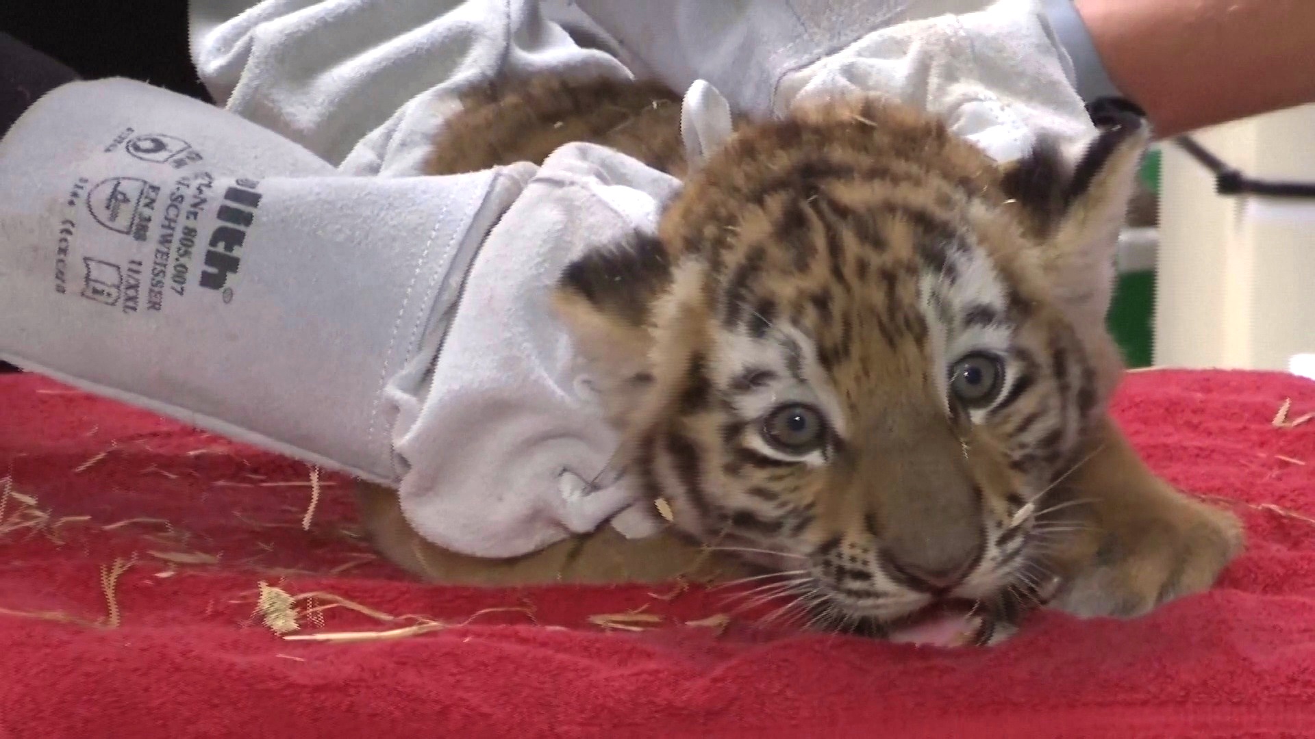 Как четырёх тигрят вакцинировали в Магдебургском зоопарке в Германии Как четырёх тигрят вакцинировали в Магдебургском зоопарке в Германии