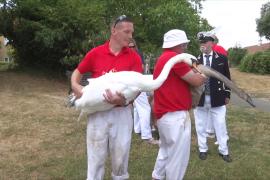 На Темзе начинается ежегодный пересчёт королевских лебедей