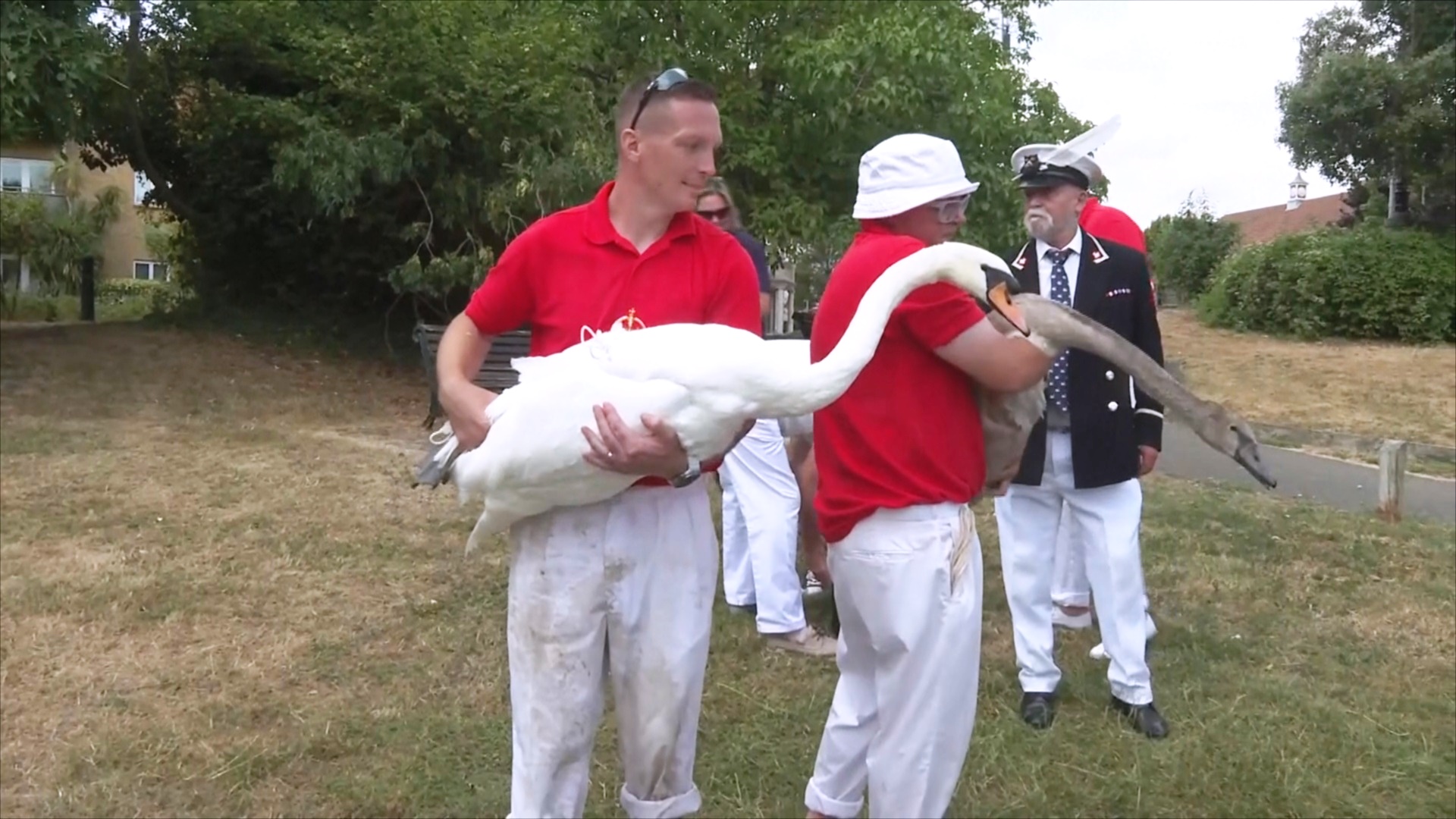 На Темзе начинается ежегодный пересчёт королевских лебедей На Темзе начинается ежегодный пересчёт королевских лебедей