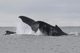 Горбатые киты приплыли к берегам Рио-де-Жанейро раньше обычного