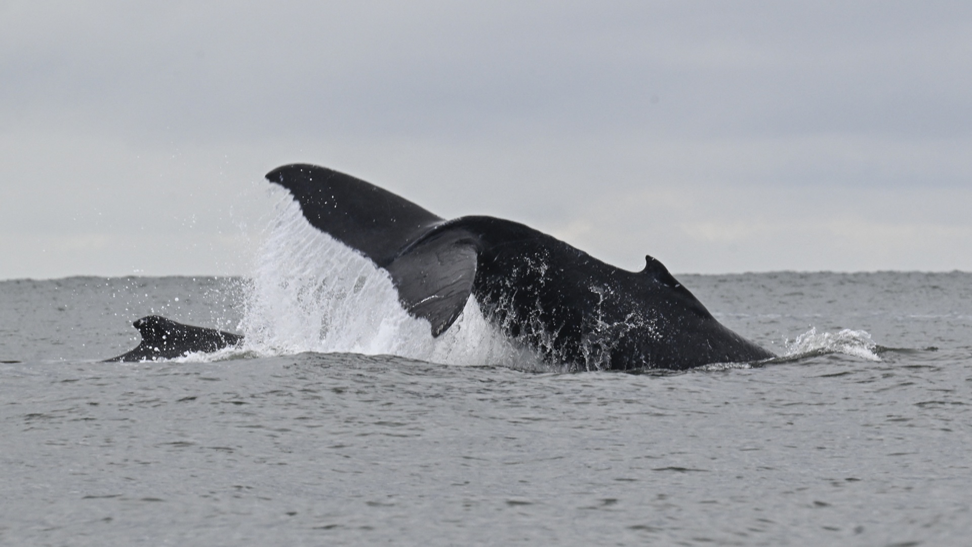 Горбатые киты приплыли к берегам Рио-де-Жанейро раньше обычного