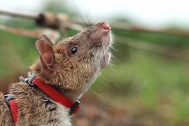 Крысы спасают Камбоджу от мин