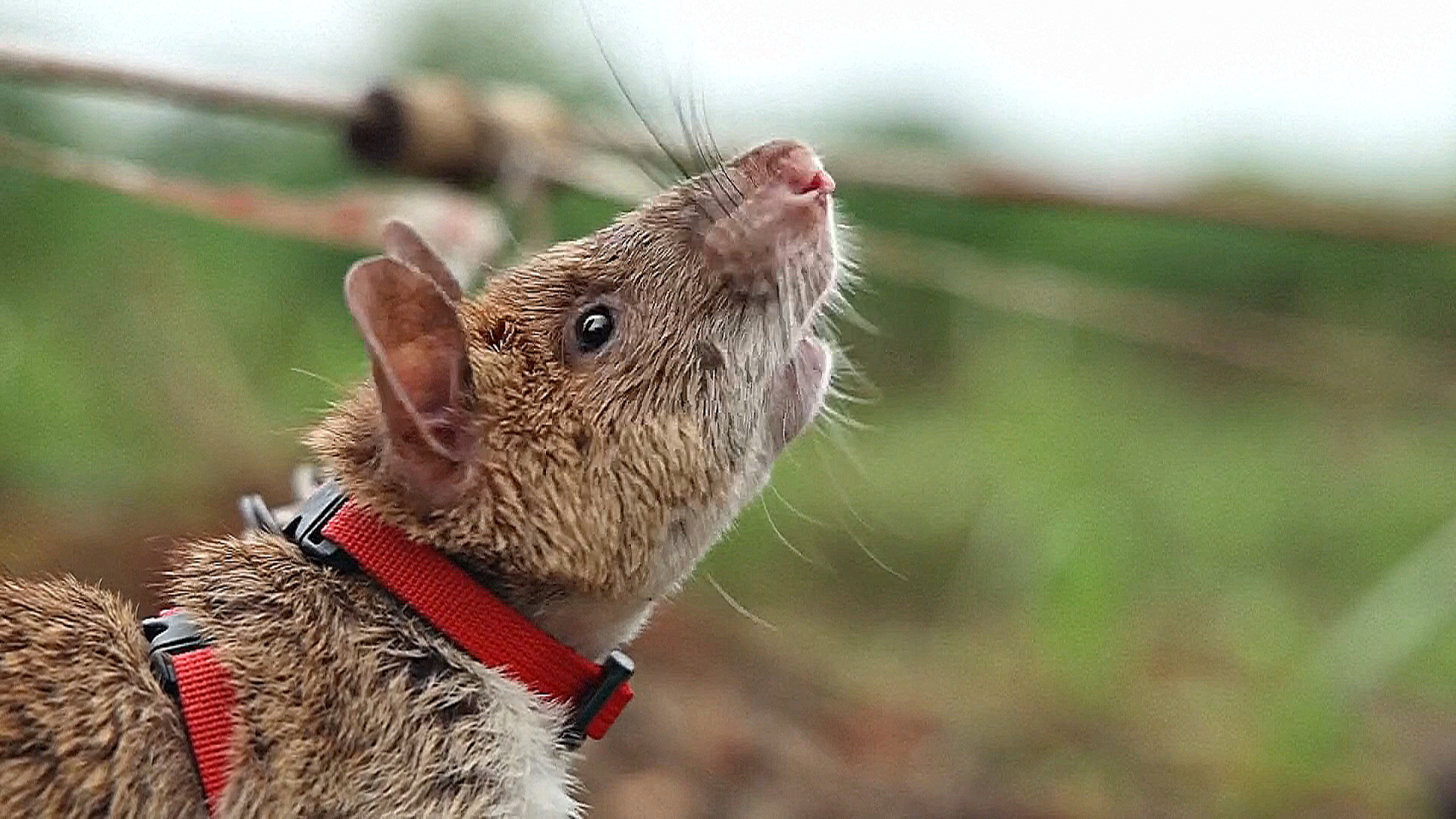 Крысы спасают Камбоджу от мин Крысы спасают Камбоджу от мин