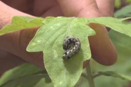 Учёные: насекомые слушают и понимают язык растений