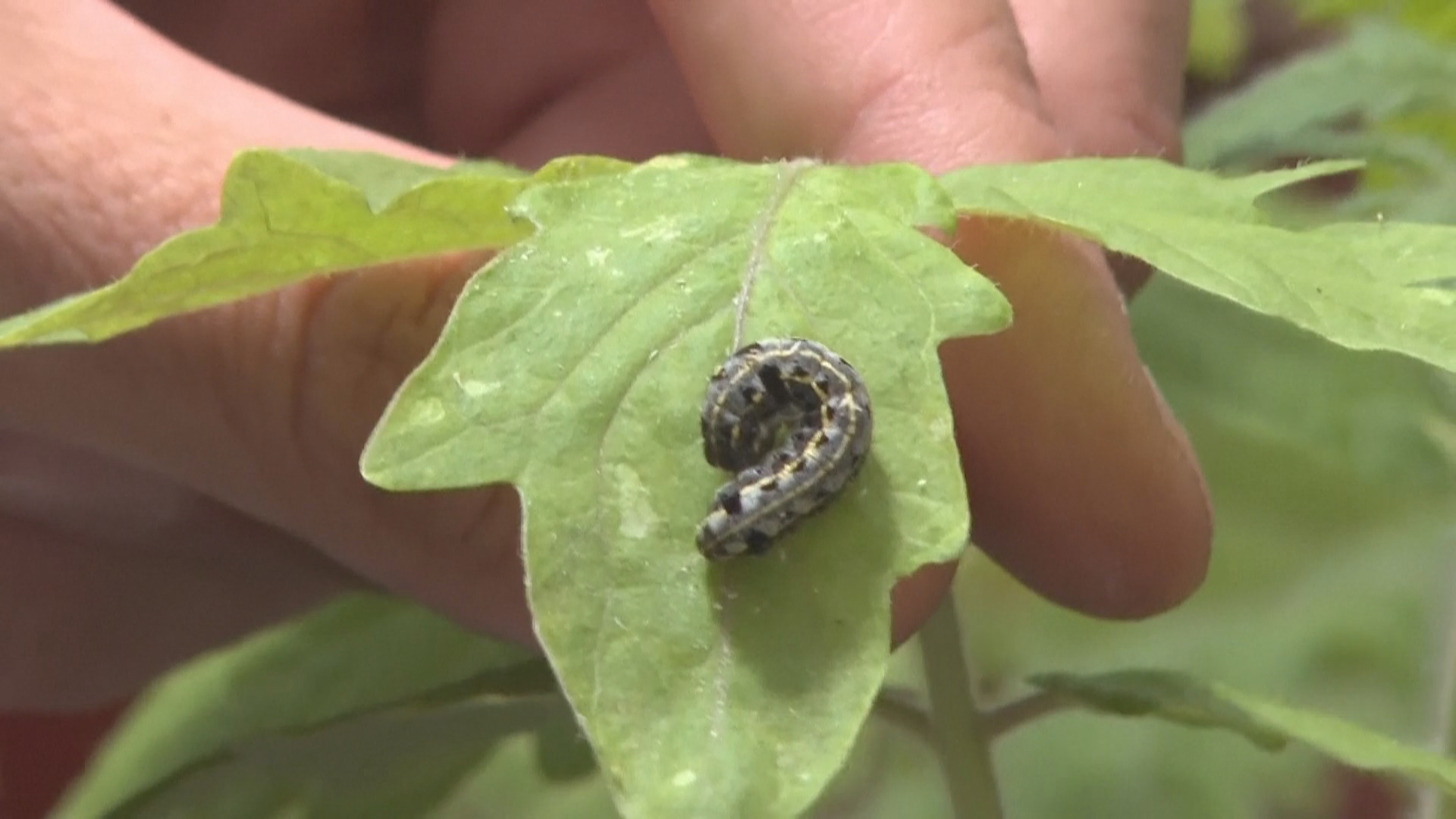 Учёные: насекомые слушают и понимают язык растений Учёные: насекомые слушают и понимают язык растений