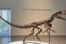 Метеорит с Марса и редкий скелет цератозавра ушли с молотка в Нью-Йорке