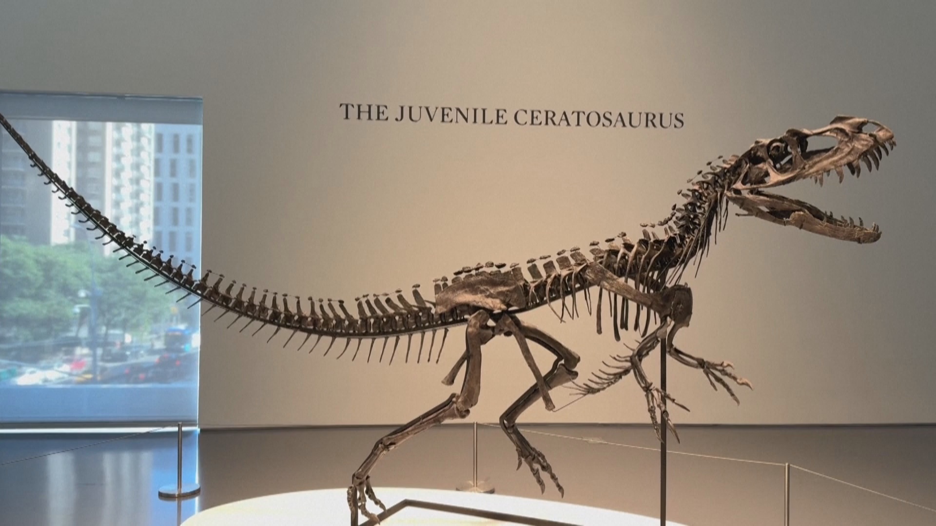 Метеорит с Марса и редкий скелет цератозавра ушли с молотка в Нью-Йорке Метеорит с Марса и редкий скелет цератозавра ушли с молотка в Нью-Йорке