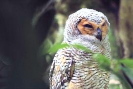 Рукотворный лес, крепости и тюрьмы красных кхмеров вошли в список ЮНЕСКО