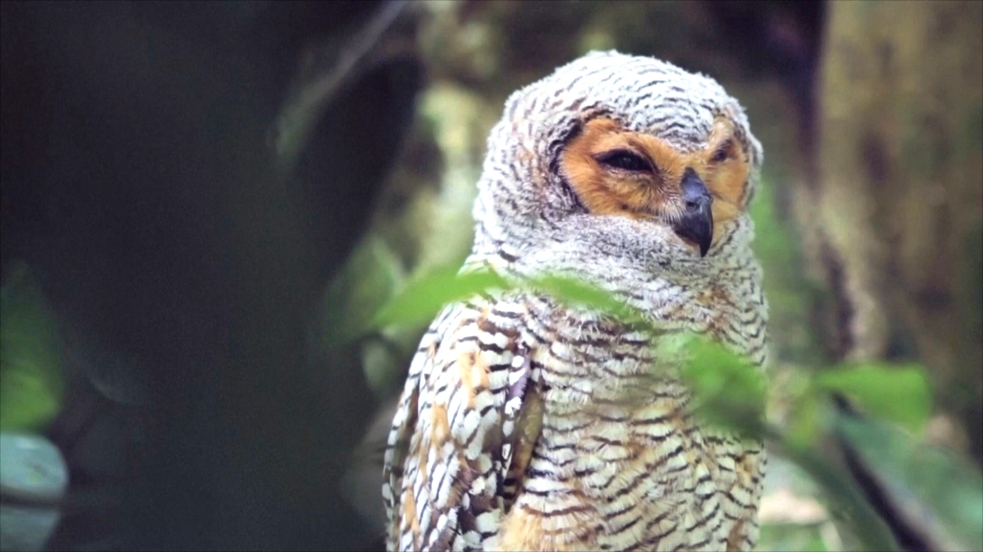 Рукотворный лес, крепости и тюрьмы красных кхмеров вошли в список ЮНЕСКО Рукотворный лес, крепости и тюрьмы красных кхмеров вошли в список ЮНЕСКО