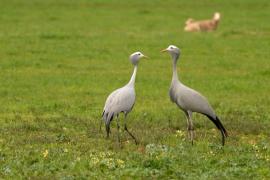 В ЮАР спасают от вымирания журавлей Стэнли