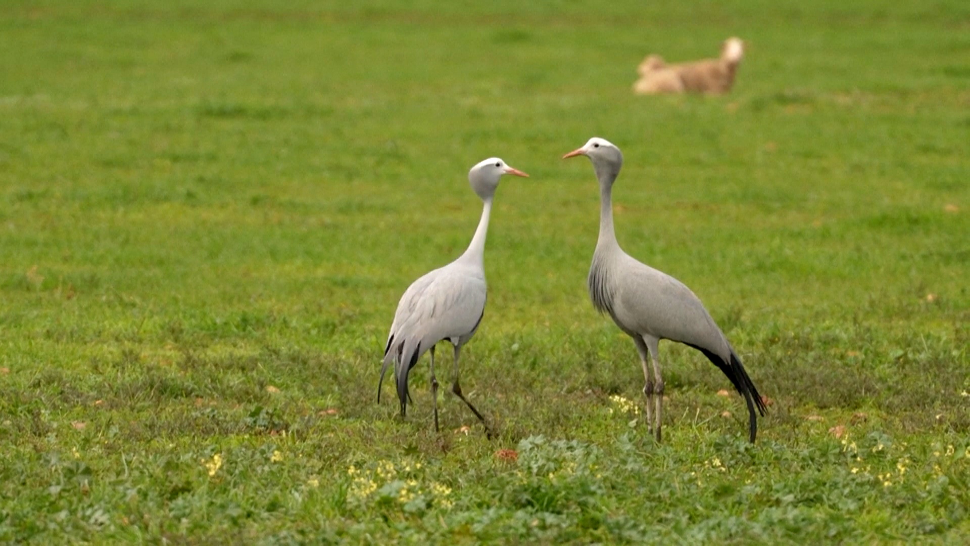 В ЮАР спасают от вымирания журавлей Стэнли