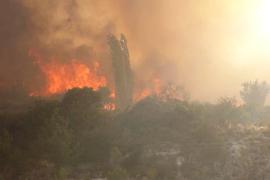 Разрушительный лесной пожар на Кипре: двое погибших