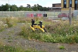 В Шотландии тестируют робота-собаку-фермера