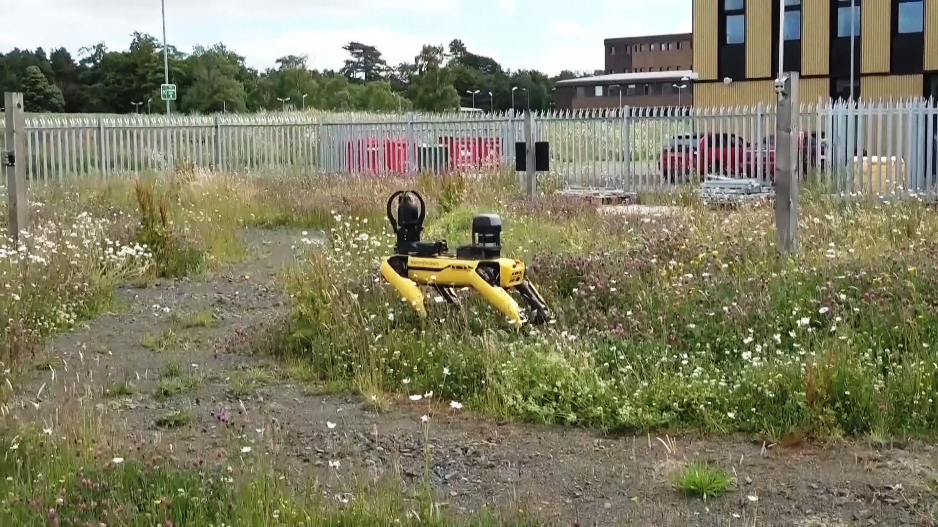 В Шотландии тестируют робота-собаку-фермера В Шотландии тестируют робота-собаку-фермера