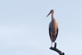 В Дании вылупилось самое большое число белых аистов за 40 лет