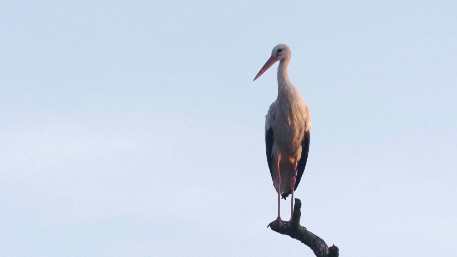 В Дании вылупилось самое большое число белых аистов за 40 лет В Дании вылупилось самое большое число белых аистов за 40 лет