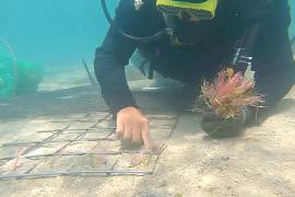 На островах Тайваня спасают морские травы