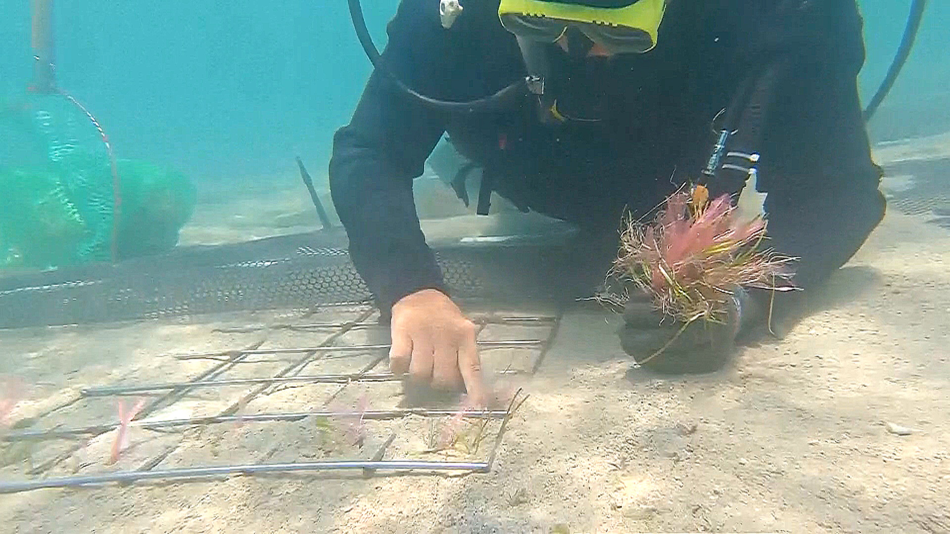 На островах Тайваня спасают морские травы На островах Тайваня спасают морские травы