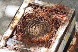 Мёд безжальных пчёл может оказаться ценным лекарством