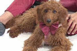 Житель США шьёт собакам галстуки, чтобы найти им дом