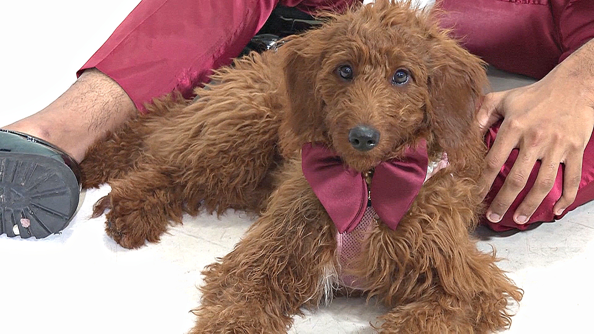 Житель США шьёт собакам галстуки, чтобы найти им дом Житель США шьёт собакам галстуки, чтобы найти им дом