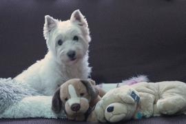 Испанец собрал более 5000 фигур собак и после смерти попал в Книгу Гиннесса