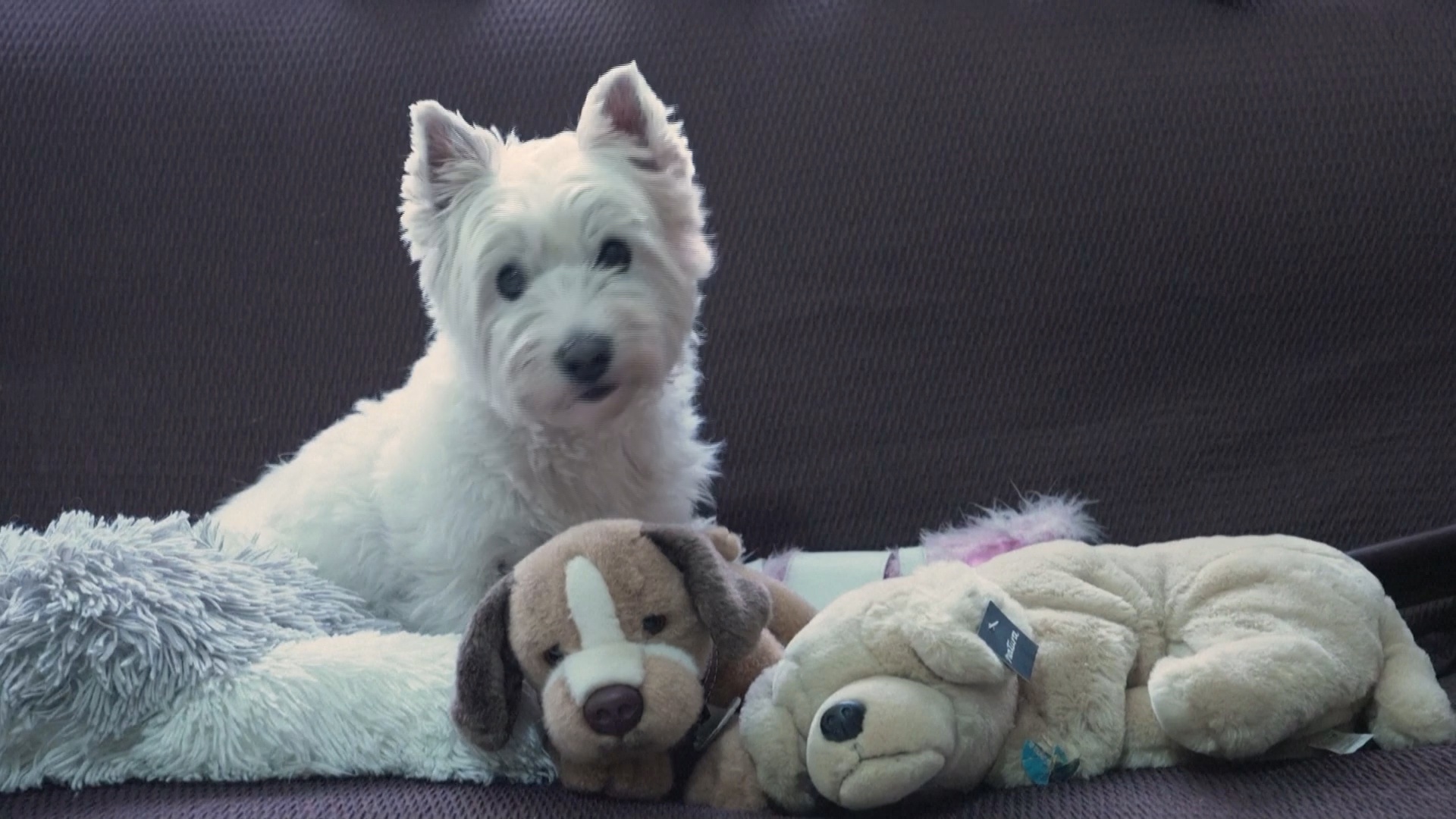 Испанец собрал более 5000 фигур собак и после смерти попал в Книгу Гиннесса Испанец собрал более 5000 фигур собак и после смерти попал в Книгу Гиннесса