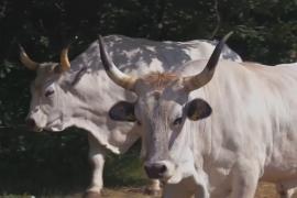 Редких истрийских быков спасают от исчезновения в Хорватии