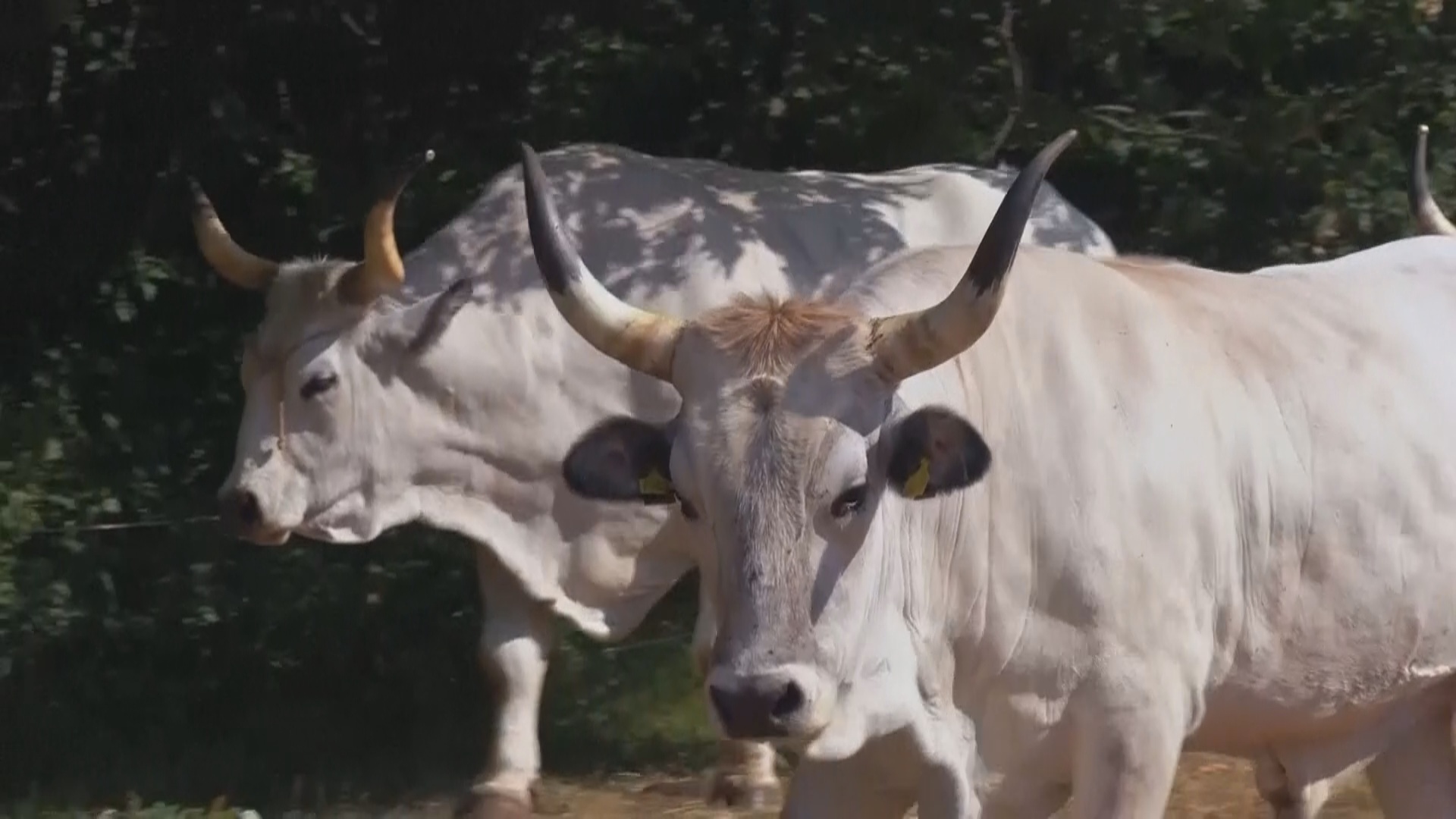 Редких истрийских быков спасают от исчезновения в Хорватии Редких истрийских быков спасают от исчезновения в Хорватии