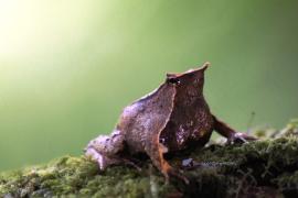 В Чили продолжают спасать редких лягушек – ринодерм Дарвина