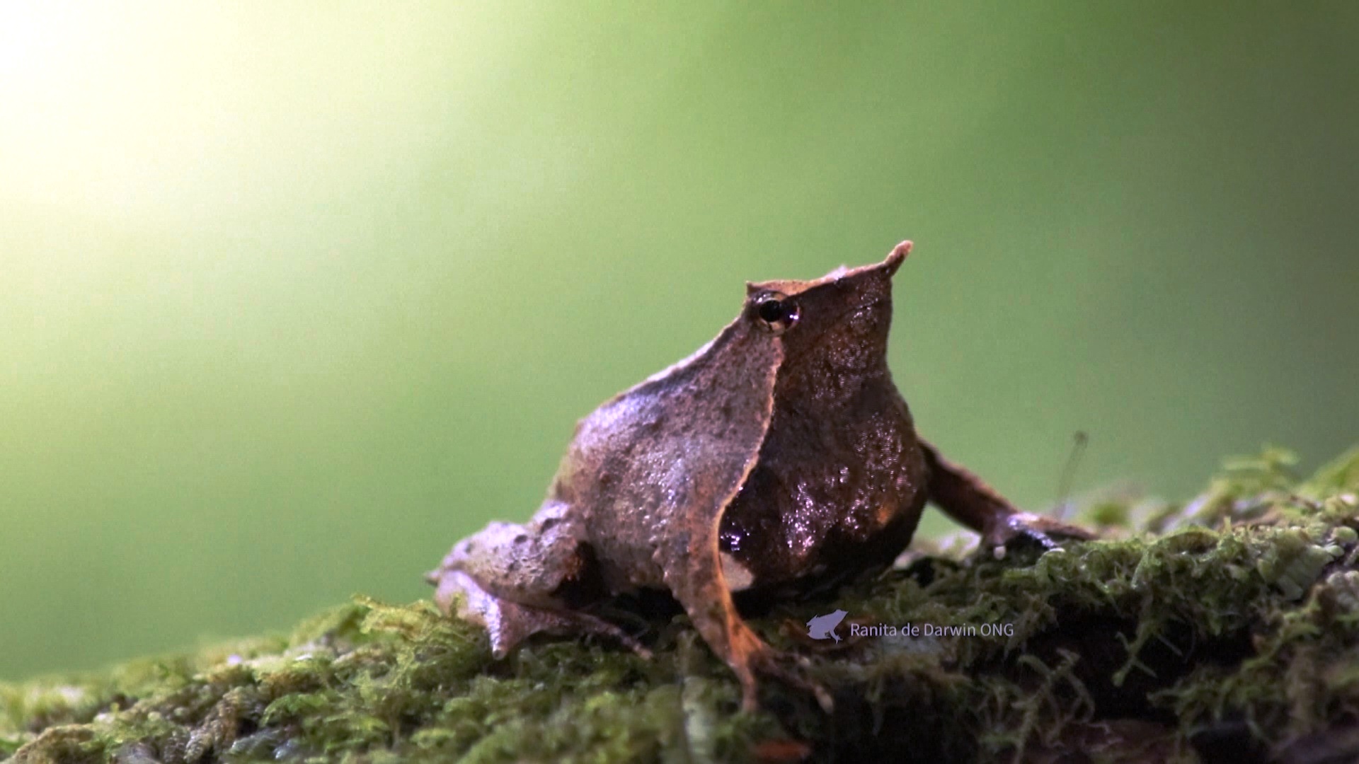 В Чили продолжают спасать редких лягушек – ринодерм Дарвина В Чили продолжают спасать редких лягушек – ринодерм Дарвина