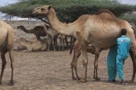 Спрос на ценное верблюжье молоко растёт в Сомали