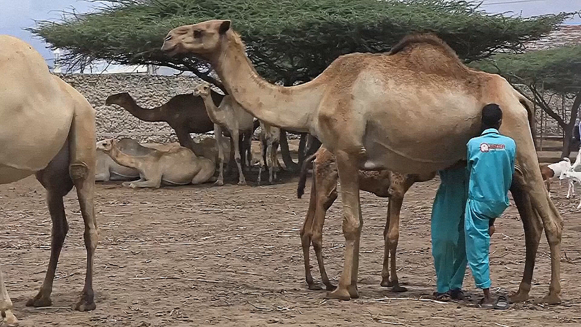 Спрос на ценное верблюжье молоко растёт в Сомали Спрос на ценное верблюжье молоко растёт в Сомали