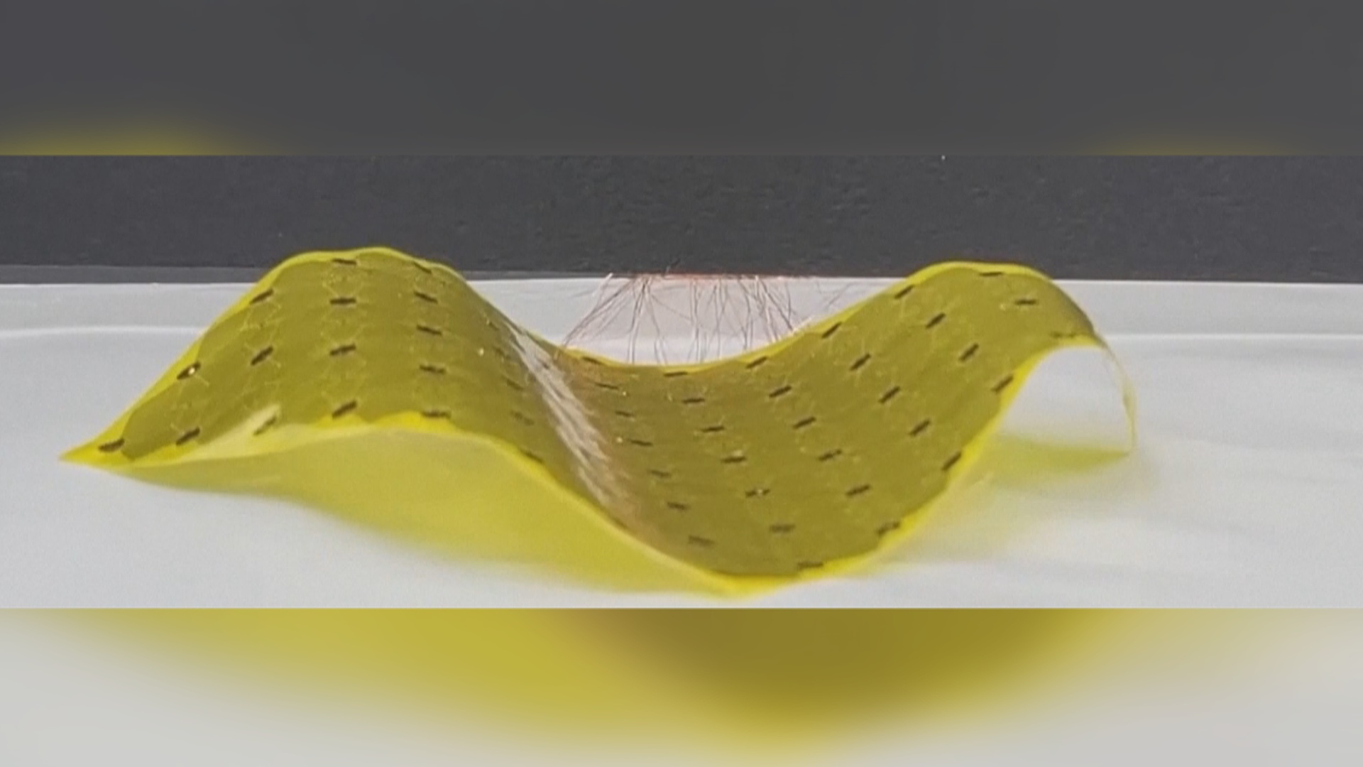 Лист-робот, который умеет ползать, создали в Южной Корее