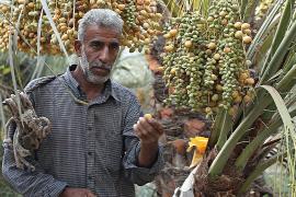 Фермеры в Ираке уходят в пустыню из-за повышения солёности почвы