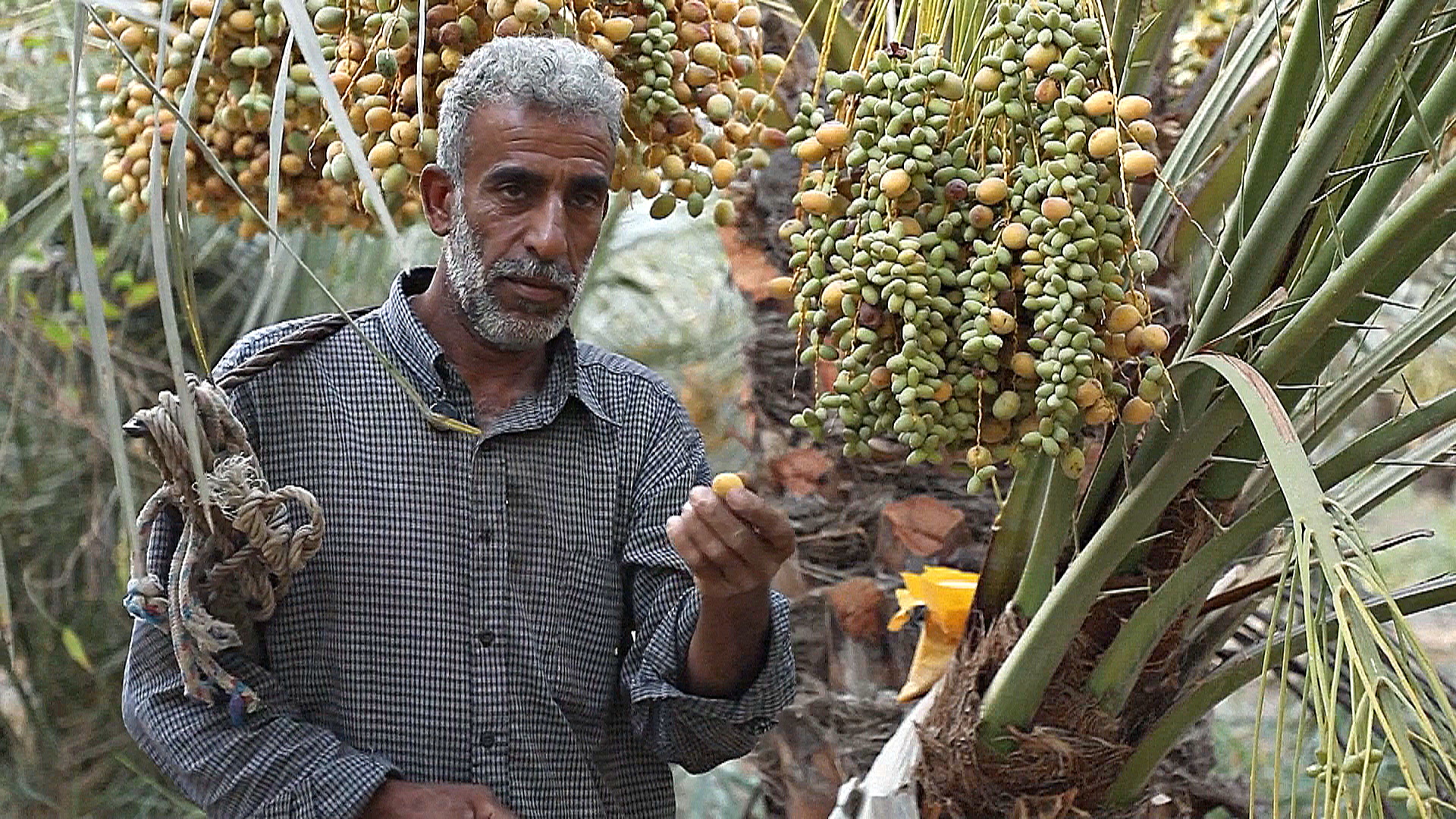 Фермеры в Ираке уходят в пустыню из-за повышения солёности почвы Фермеры в Ираке уходят в пустыню из-за повышения солёности почвы