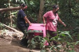 Женщины-рейнджеры в Малайзии заботятся о редких гиббонах