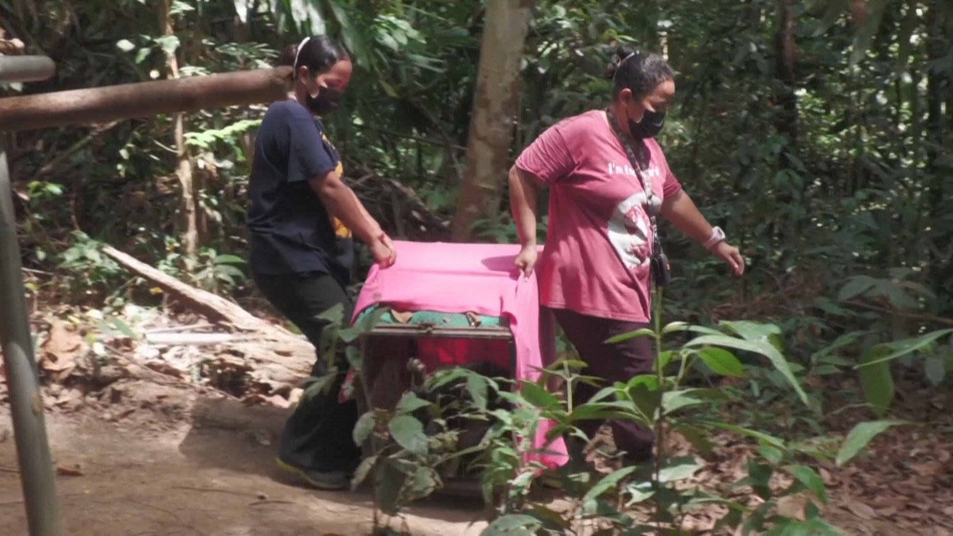 Женщины-рейнджеры в Малайзии заботятся о редких гиббонах Женщины-рейнджеры в Малайзии заботятся о редких гиббонах