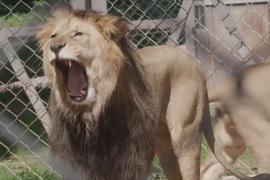 В Чехии в сафари-парке подрастают редкие берберийские львята