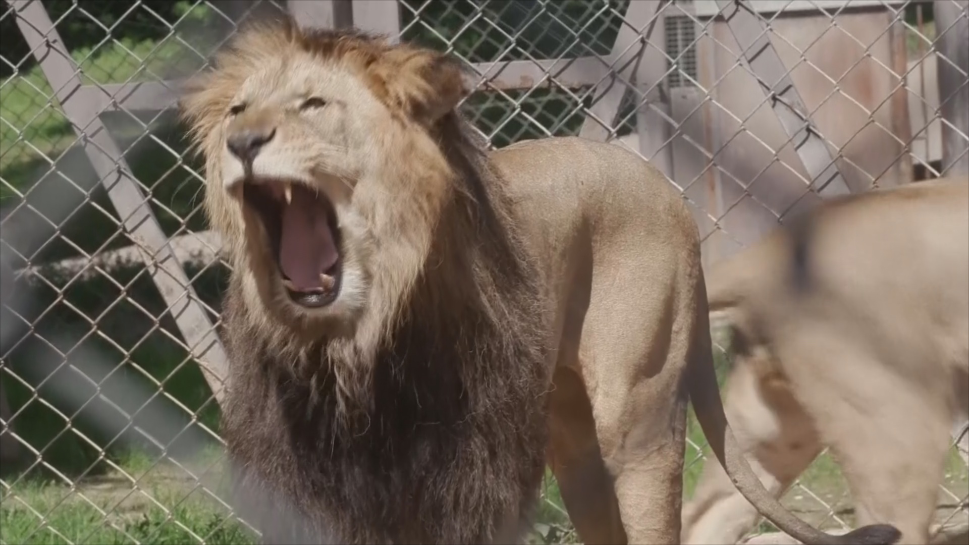 В Чехии в сафари-парке подрастают редкие берберийские львята В Чехии в сафари-парке подрастают редкие берберийские львята