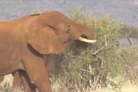 Кенийские фермеры ищут способы мирного сосуществования со слонами