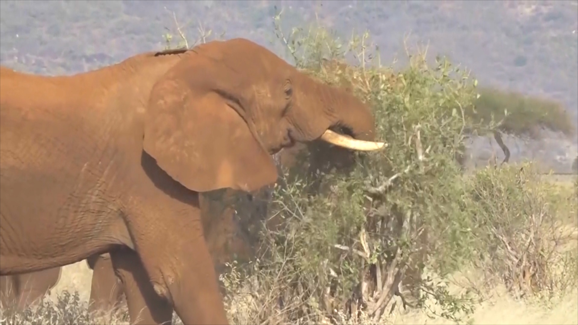 Кенийские фермеры ищут способы мирного сосуществования со слонами