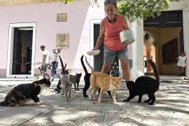 8. Жители кубинской столицы кормят уличных животных, несмотря на кризис