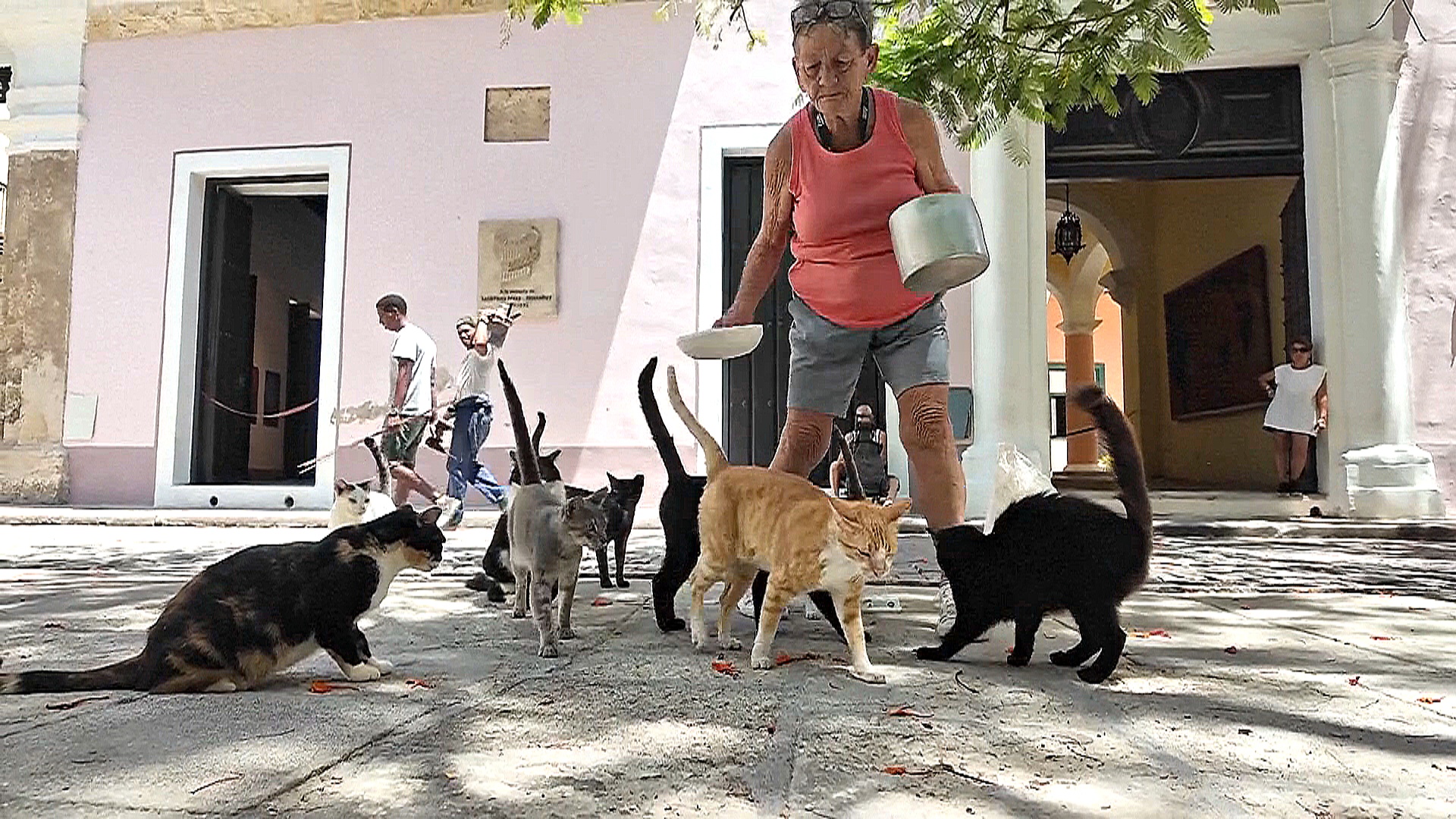 8. Жители кубинской столицы кормят уличных животных, несмотря на кризис 8. Жители кубинской столицы кормят уличных животных, несмотря на кризис