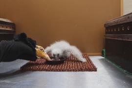 В Пражском зоопарке растят грифов с помощью куклы