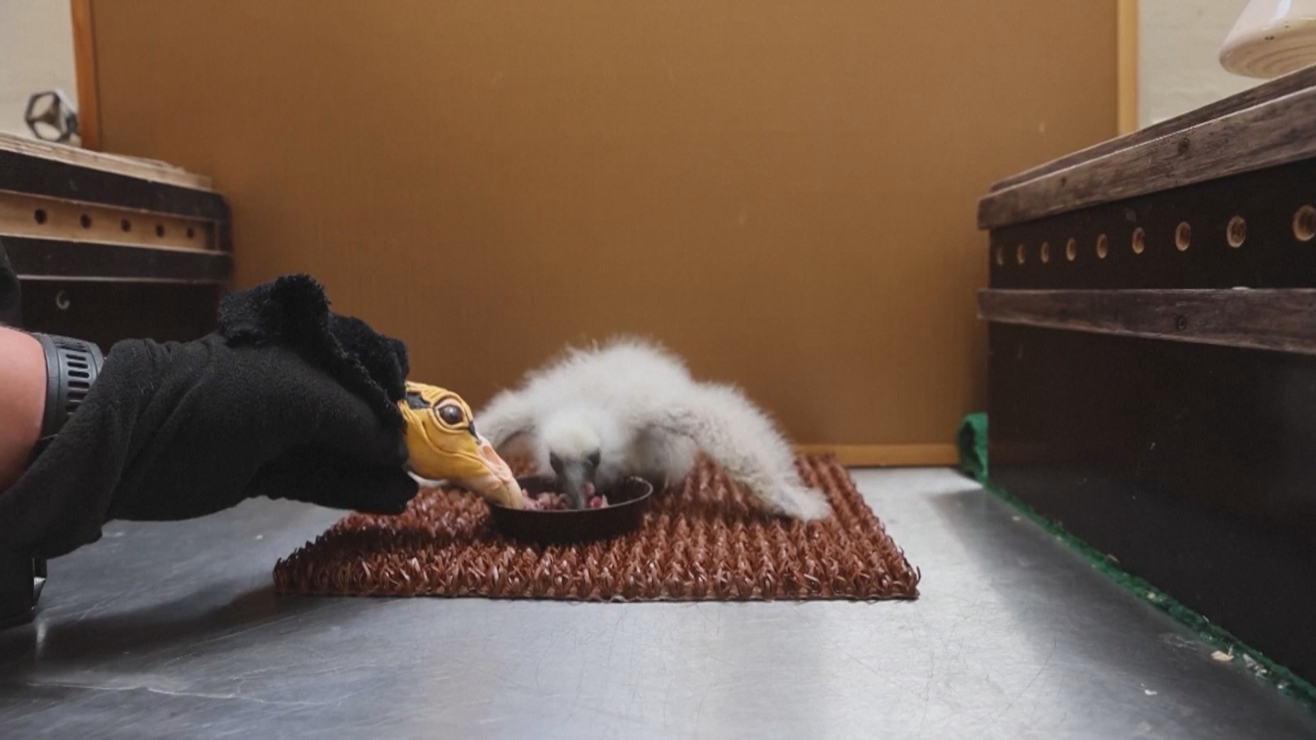 В Пражском зоопарке растят грифов с помощью куклы В Пражском зоопарке растят грифов с помощью куклы